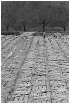 Villager in field. Hahoe Folk Village, South Korea (black and white)