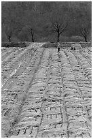 Villager in field. Hahoe Folk Village, South Korea ( black and white)