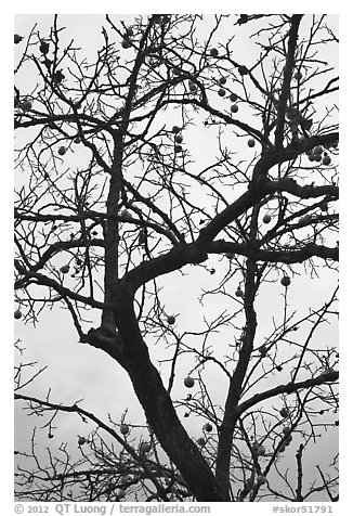 Pomegranate tree with bare branches and fruits. Hahoe Folk Village, South Korea (black and white)