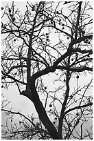 Pomegranate tree with bare branches and fruits. Hahoe Folk Village, South Korea ( black and white)