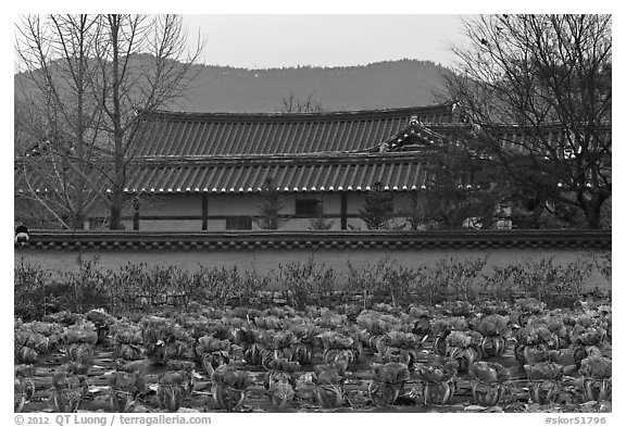 Cabbage field and residence. Hahoe Folk Village, South Korea