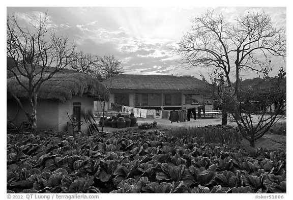 Cabbage field and rural house at sunset. Hahoe Folk Village, South Korea (black and white)