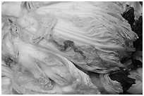 Baechu (napa cabbage) used for kimchi. Gyeongju, South Korea ( black and white)