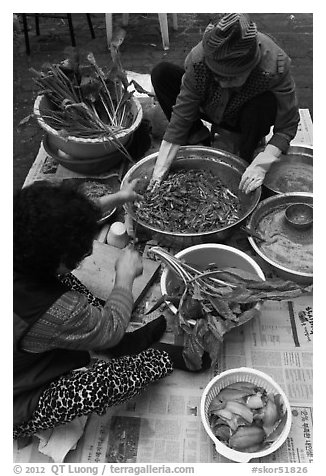 Women mixing traditional fermented kimchee. Gyeongju, South Korea (black and white)