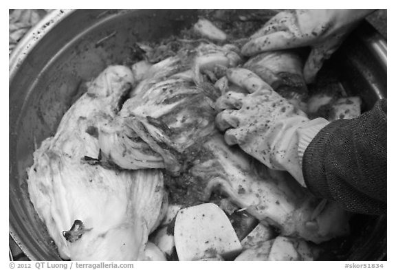 Handling kimjang kimchi. Gyeongju, South Korea (black and white)