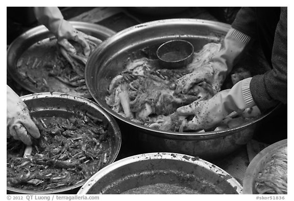 Hands seen mixing kim chee. Gyeongju, South Korea (black and white)