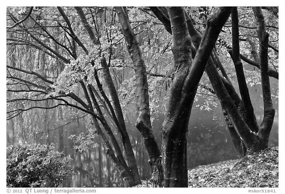 Pond and fall foliage, Bulguksa. Gyeongju, South Korea (black and white)