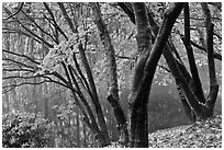 Pond and fall foliage, Bulguksa. Gyeongju, South Korea ( black and white)