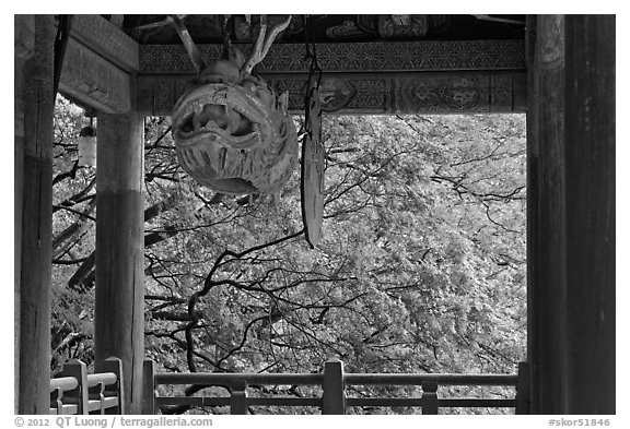 Fish-shaped gong and fall colors, Bulguk-sa. Gyeongju, South Korea (black and white)
