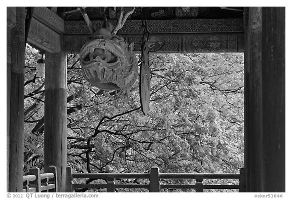 Fish-shaped gong and fall colors, Bulguk-sa. Gyeongju, South Korea