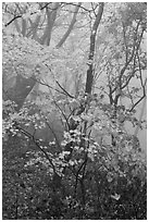 Autumn leaves in fog, Seokguram. Gyeongju, South Korea (black and white)