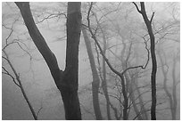 Forest in fog, Seokguram. Gyeongju, South Korea ( black and white)
