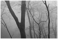 Forest in fog, Seokguram. Gyeongju, South Korea (black and white)