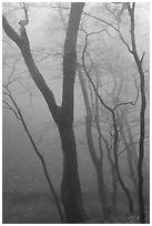 Trees in fog, Seokguram. Gyeongju, South Korea (black and white)