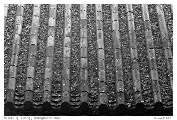 Tile roof with fallen red maple leaves, Bulguksa. Gyeongju, South Korea (black and white)