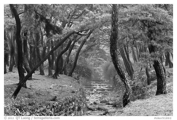 Landscaped stream in forest, Mt Namsan. Gyeongju, South Korea (black and white)