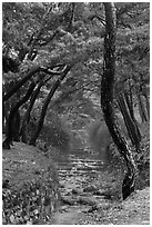 Stream flowing over terraces, Mt Namsan. Gyeongju, South Korea (black and white)