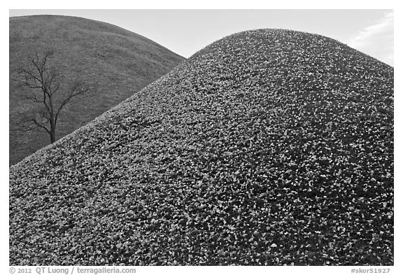 Grassy tumuli in autumn. Gyeongju, South Korea (black and white)