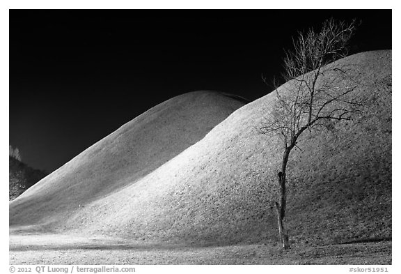 Tree and illuminated barrows at night. Gyeongju, South Korea (black and white)