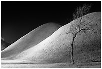 Tree and illuminated barrows at night. Gyeongju, South Korea (black and white)