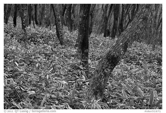 Oak trees and undergrowth, Hallasan. Jeju Island, South Korea (black and white)