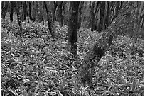 Oak trees and undergrowth, Hallasan. Jeju Island, South Korea (black and white)