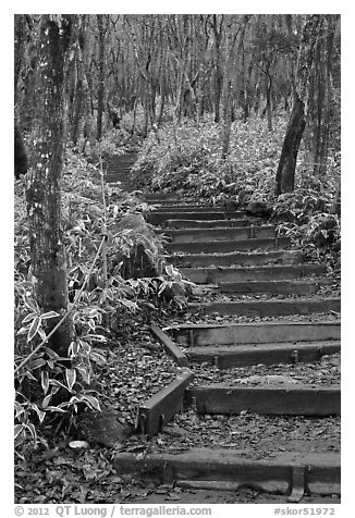 Steps of Eorimok trail, Hallasan National Park. Jeju Island, South Korea (black and white)