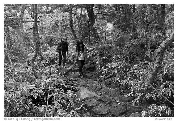 Hikers on Eorimok trail, Mt Halla. Jeju Island, South Korea