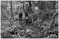 Hikers on Eorimok trail, Mt Halla. Jeju Island, South Korea ( black and white)