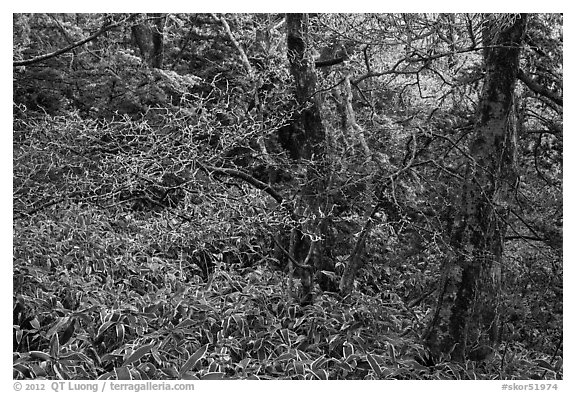 Frosted oak forest, Hallasan National Park. Jeju Island, South Korea (black and white)