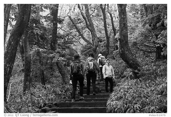 Hiking the Eorimok trail under frozen trees, Mt Halla. Jeju Island, South Korea (black and white)