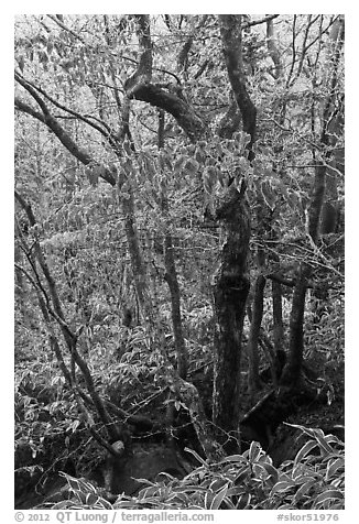 Frozen trees and leaves, Hallasan National Park. Jeju Island, South Korea