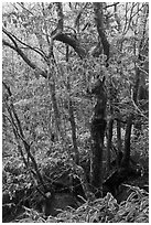 Frozen trees and leaves, Hallasan National Park. Jeju Island, South Korea (black and white)