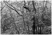 Oak forest with frost on branches, Hallasan. Jeju Island, South Korea (black and white)