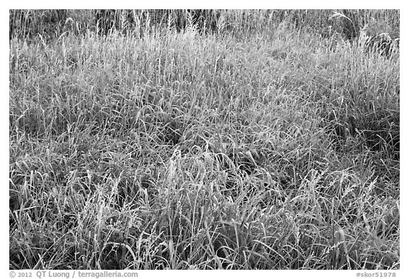 Frosted grasses, Hallasan National Park. Jeju Island, South Korea (black and white)