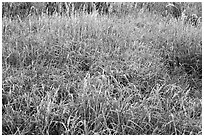 Frosted grasses, Hallasan National Park. Jeju Island, South Korea (black and white)