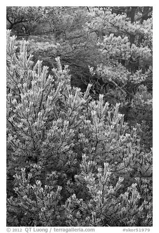 Frosted pine branches, Hallasan National Park. Jeju Island, South Korea (black and white)