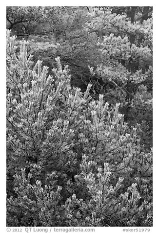 Frosted pine branches, Hallasan National Park. Jeju Island, South Korea