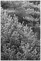 Frosted pine branches, Hallasan National Park. Jeju Island, South Korea ( black and white)