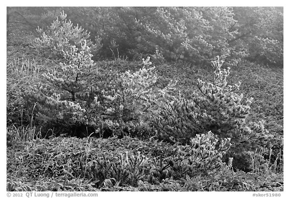 Frosted pine trees and fog, Mount Halla. Jeju Island, South Korea (black and white)