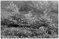 Frosted pine trees and fog, Mount Halla. Jeju Island, South Korea ( black and white)