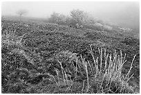 Sajebi Hill in fog, Hallasan National Park. Jeju Island, South Korea (black and white)