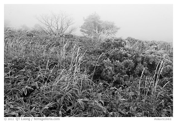 Frosted plants in foggy landscape. Jeju Island, South Korea (black and white)