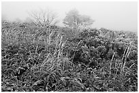 Frosted plants in foggy landscape. Jeju Island, South Korea ( black and white)