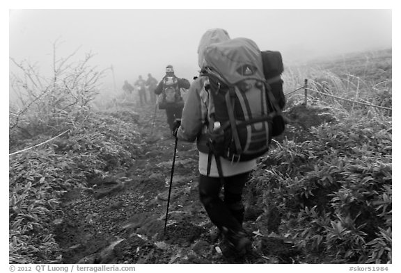 Backpackers on trail in fog, Hallasan. Jeju Island, South Korea