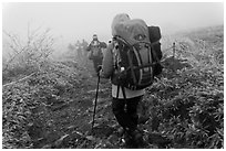 Backpackers on trail in fog, Hallasan. Jeju Island, South Korea ( black and white)