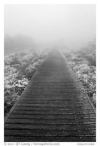 Boardwalk and fog, Eorimok trail, Mount Halla. Jeju Island, South Korea (black and white)