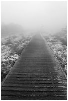 Boardwalk and fog, Eorimok trail, Mount Halla. Jeju Island, South Korea (black and white)