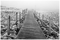 Boardwalk trail in frozen landscape, Hallasan. Jeju Island, South Korea ( black and white)