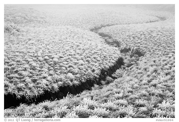 Frozen meadow and streambed,  Mount Halla. Jeju Island, South Korea (black and white)